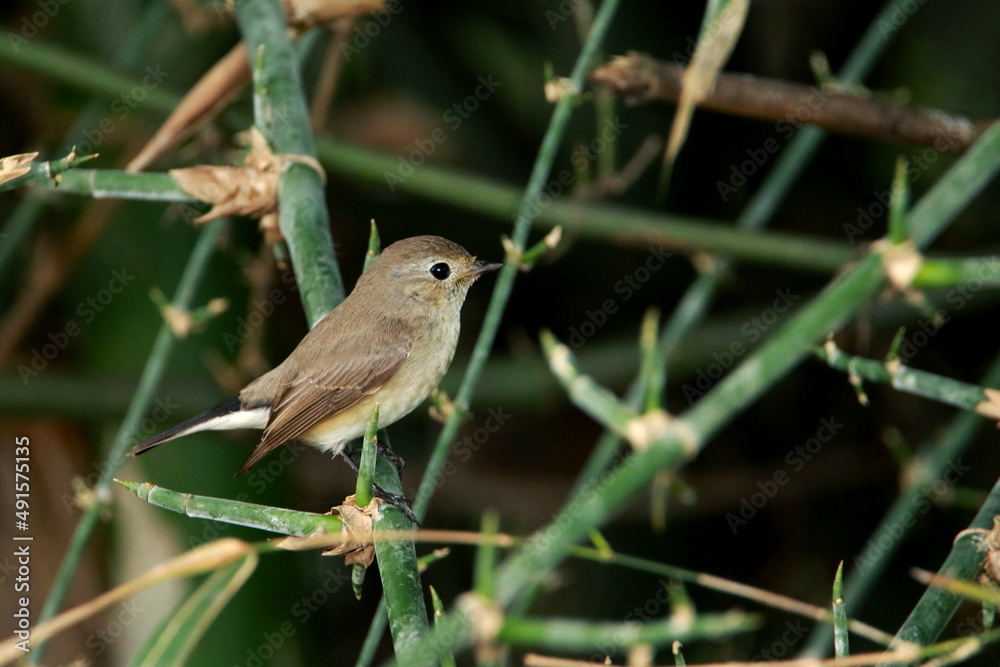 Fototapeta premium Asian Brown Flycatcher on branch