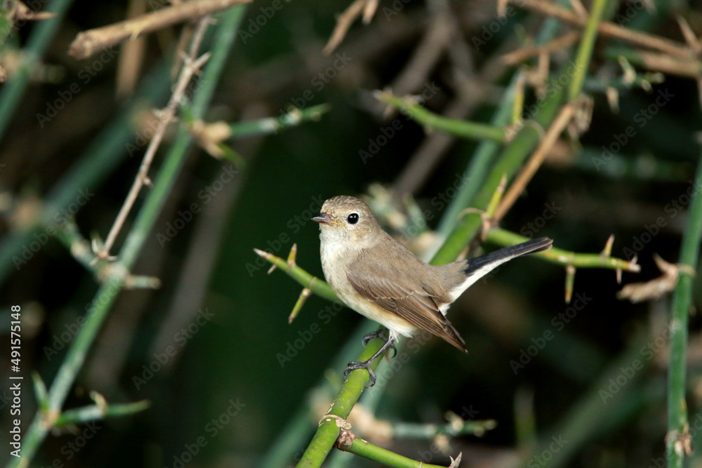 Fototapeta premium Asian Brown Flycatcher on branch