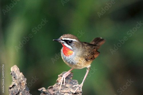 Siberian Rubythroat on branch