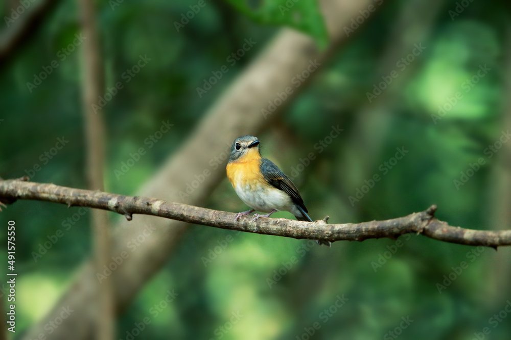 A female Indochinese Blue Flycatcher on branch