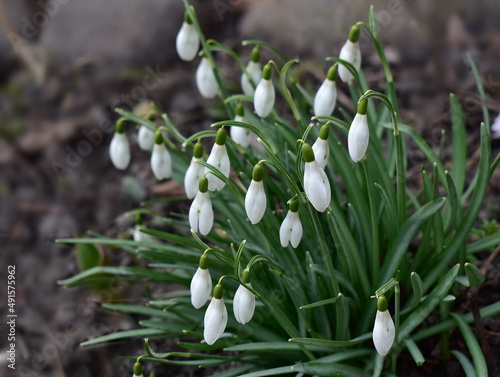 blooming galanthus in the forest in early spring