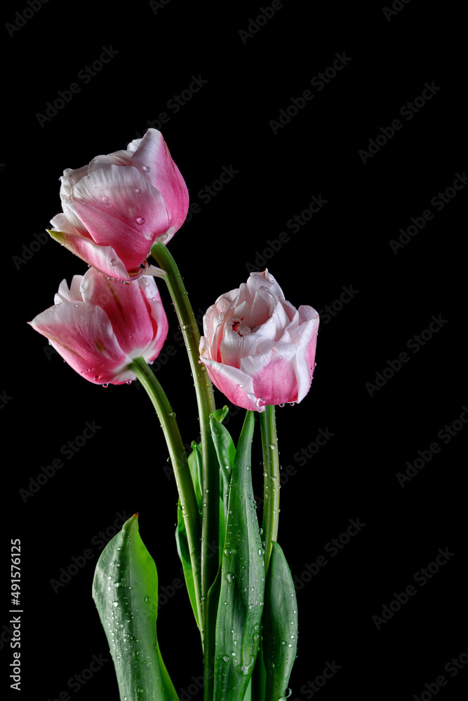 Live spring flowers tulips in pink and purple with drops and splashes of water on a dark background Live spring flowers tulips in pink and purple with drops and splashes of water on a dark background