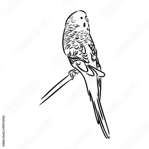 A cute budgie sits on a perch. Vector sketch illustration for design, advertising, prints.