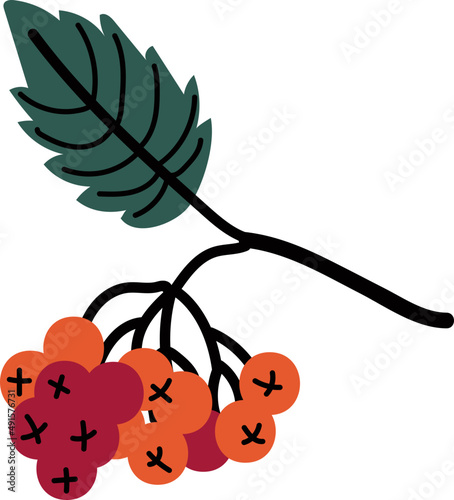 Bright Red Ashberry Cluster as Autumn Seasonal Foliage on Stem and Outdoor Flora. Vivid Fall Botanical Element