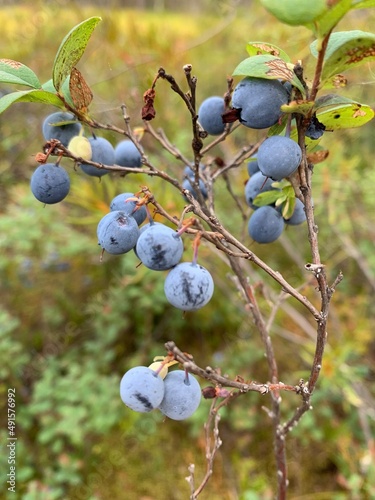 Close up view of blue berries in the north territories. North berries in autumn forest