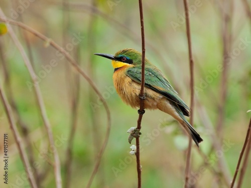 Ein Zwergspint (Merops pusillus), Little bee-eater, in Tansania.