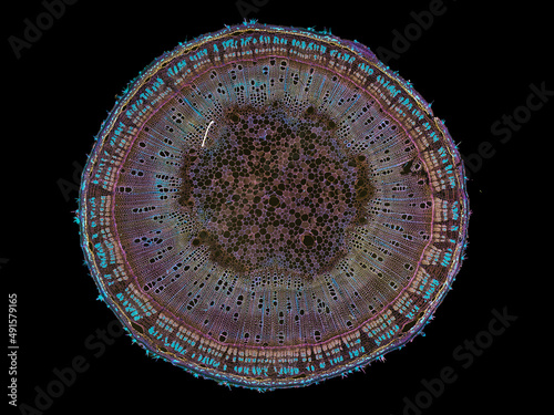 cross section cut slice of plant stem under the microscope – microscopic view of plant cells for botanic education photo