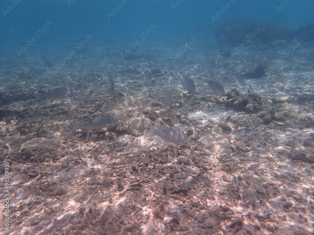 Fototapeta premium モルディブ ラスドゥ島の魚