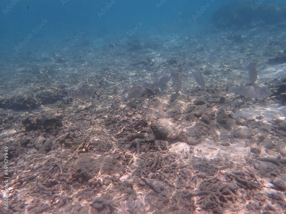 Fototapeta premium モルディブ ラスドゥ島の魚