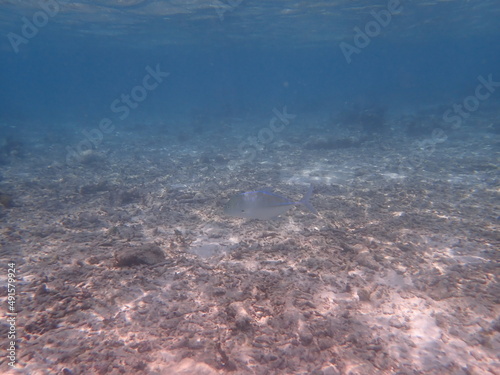 モルディブ　ラスドゥ島の魚 © 旅祐