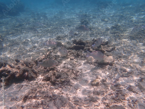 モルディブ ラスドゥ島の魚