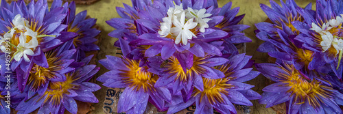 Close up Lotus flowers at the flower market beside the temple in Kandy, Sri Lanka