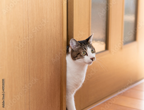 ドアの隙間から顔を出す猫 キジトラ白