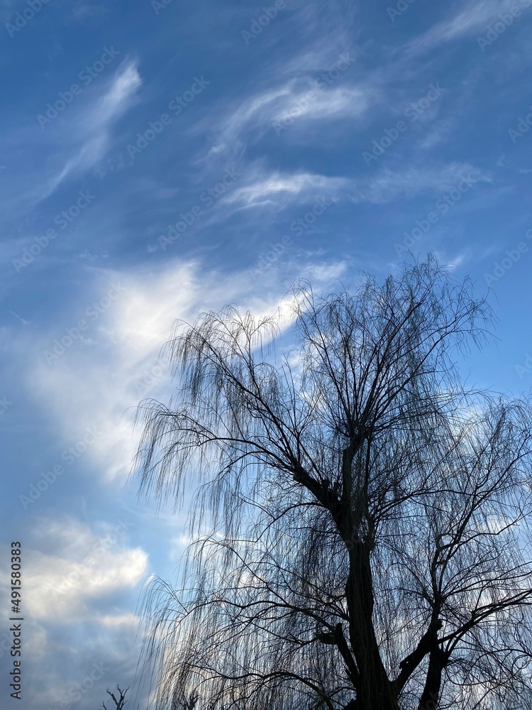 tree and sky, Ueno Park Tokyo, March 9th, 2022 tree and sky, Ueno Park Tokyo, March 9th, 2022
