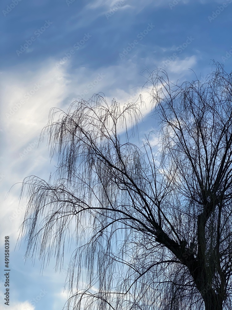 Obraz premium trees in winter, shidare, Tokyo. March 9th, 2022
