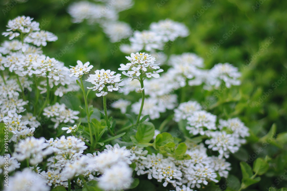 White wild flowers, wild nature close up, botany of ukraine, selective focus White wild flowers, wild nature close up, botany of ukraine, selective focus