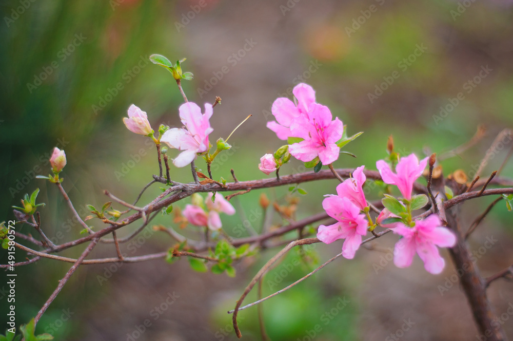 A branch of pink bright flowers on a blurred background and soft focus. Rhododendron pink. Blooming azalea