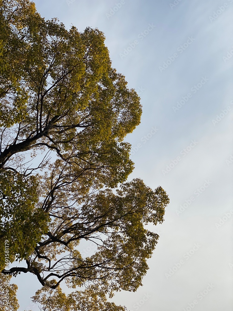 Obraz premium green leaf tree in the sky, March 9th, 2022