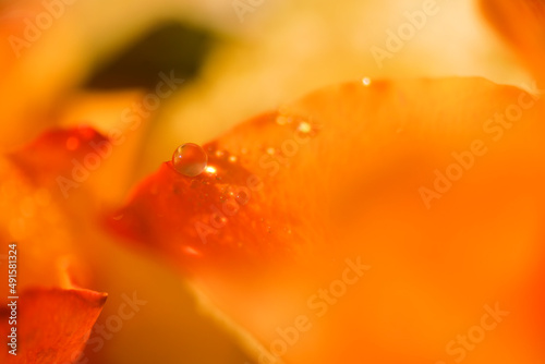 オレンジ色バラのアップ