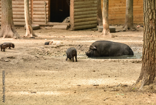 wild boar in the zoo