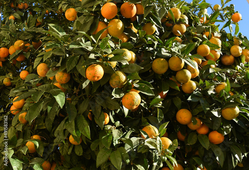 Citrus orange fruit grows on a tree with green leaves in a city garden. Oranges and tangerines on a tree in Spain. Orange tree leaves for a taste of the tropics. Ripe Oranges on Trees.