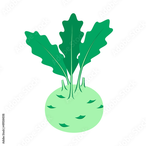 Fresh  kohlrabi  isolated on white background.