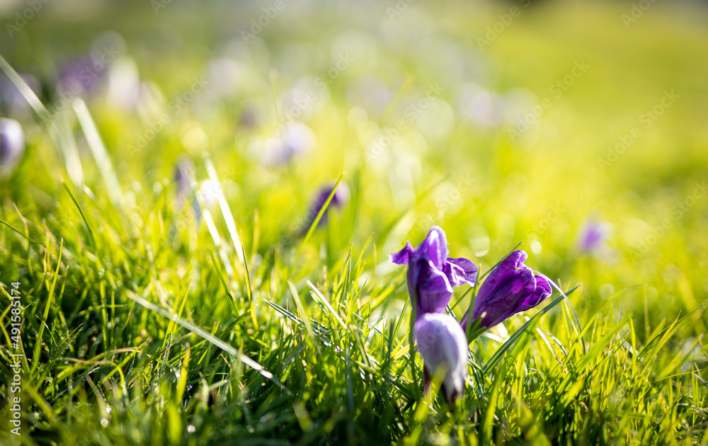 Krokusy w rozkwicie.  Łąka pokryta wiosennymi kwiatami. Słonecznie, jasno, wiosennie tło. - obrazy, fototapety, plakaty 