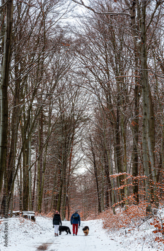 Drzewa bez liści w lesie w środku zimy ze spacerującymi ludźmi z psami owczarkami niemieckimi.