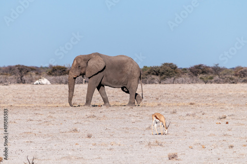 One big male African Elephant -Loxodonta Africana- walking down the plains of Etosha National Park.
