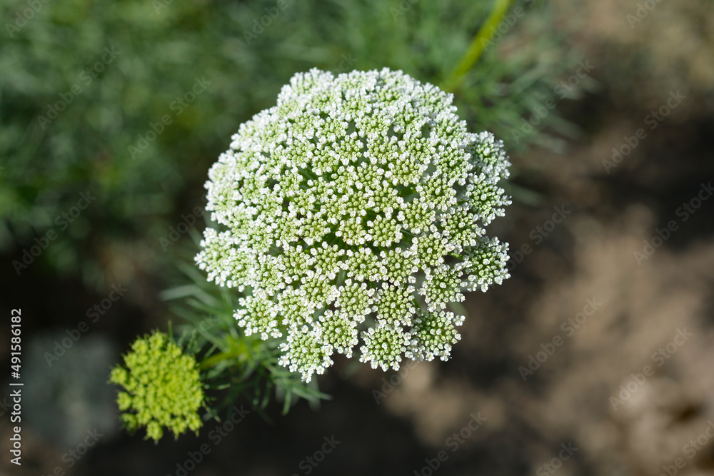 Toothpick bullwort Blutenball Toothpick bullwort Blutenball