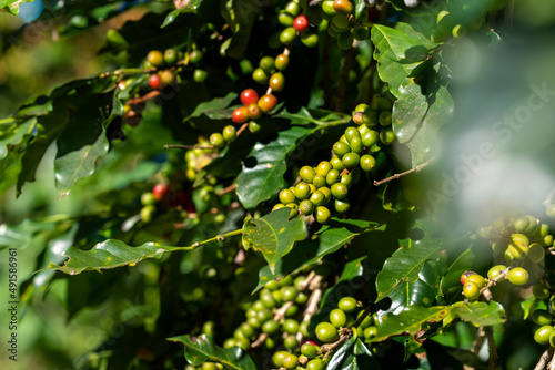 Red Yellow and green fresh Ripe Arabica or Robusta an organic coffee berries beans in nature plantation.