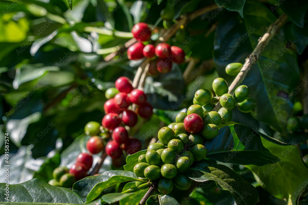Ripe coffee cherries from a coffee tree on they own farm. Ripe coffee cherries from a coffee tree on they own farm.