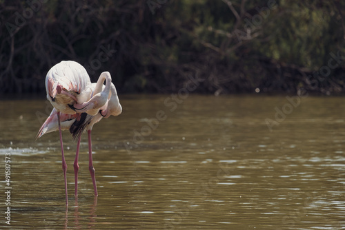 La Camargue