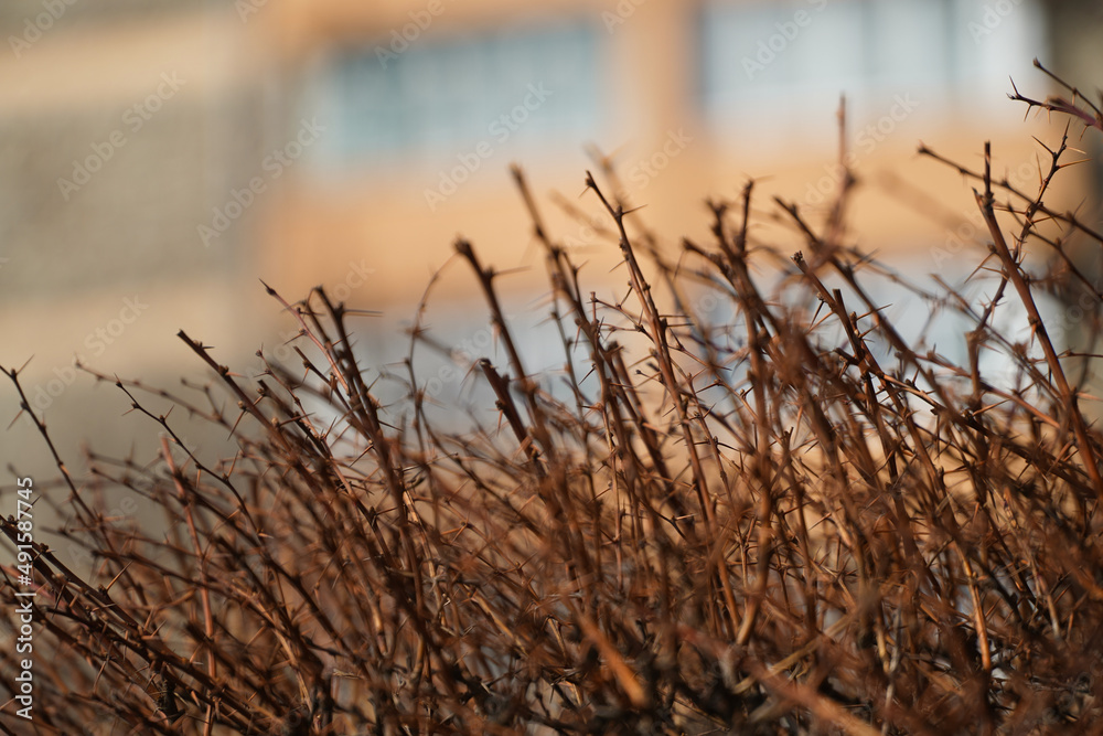 thorns. decorative plant in the cold season. outdoor photography. thorns. decorative plant in the cold season. outdoor photography.