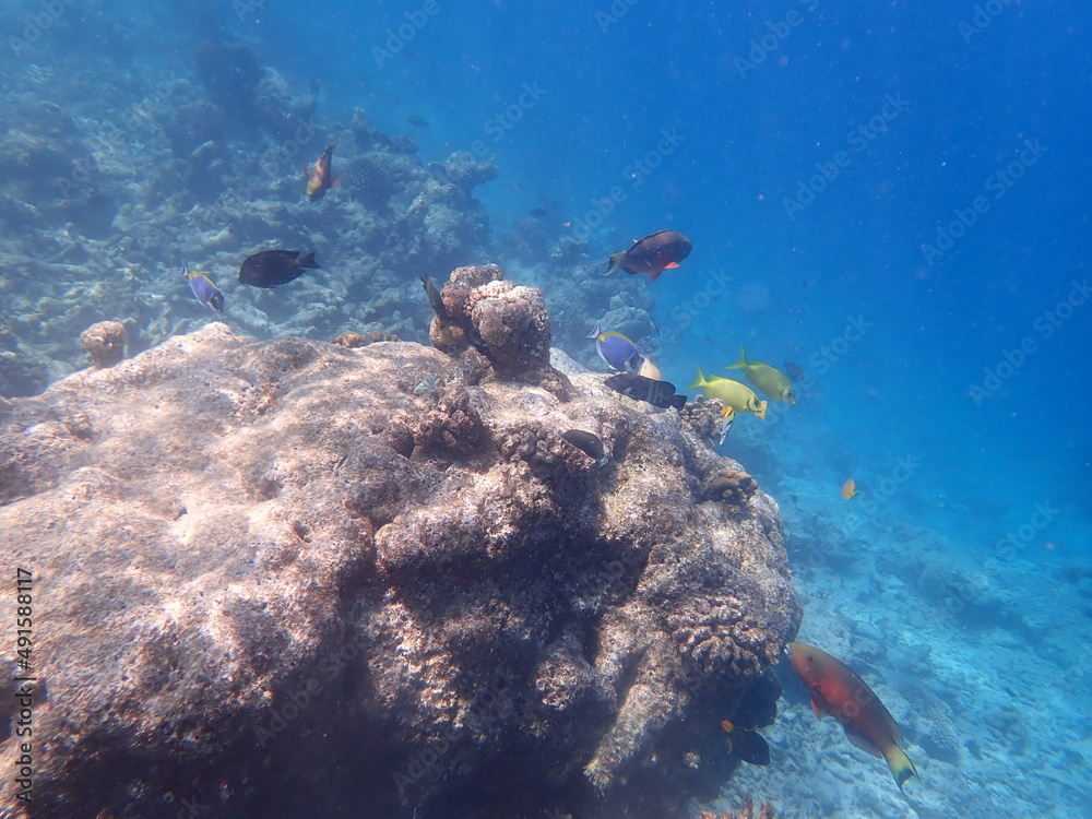 Fototapeta premium モルディブ ラスドゥ島の魚