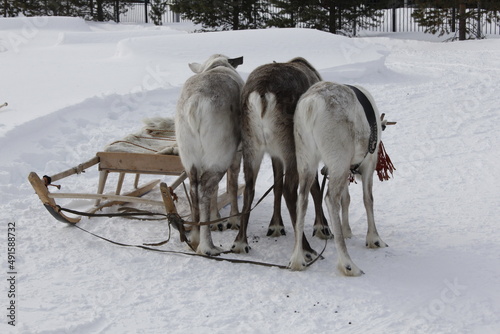 Deer in the North. Deer and reindeer sleds of the Khanty and Mansi peoples © Илья Юрукин