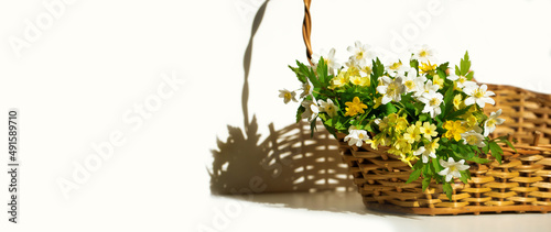 wiosenne kwiaty w koszyku, zawilec 