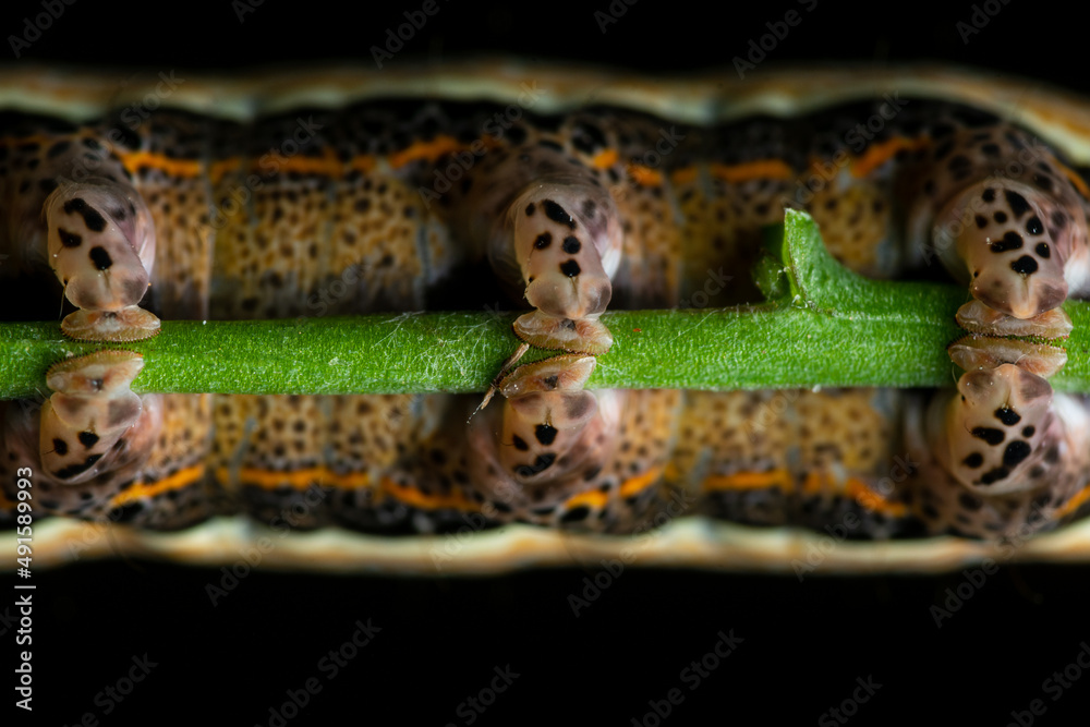 Obraz premium The eastern alchymist (Aedia leucomelas)