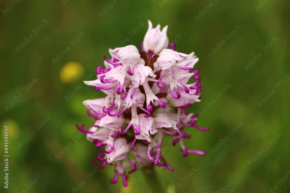 orchis simia blanche et pourpre en gros plan ou orchis singe orchis simia blanche et pourpre en gros plan ou orchis singe