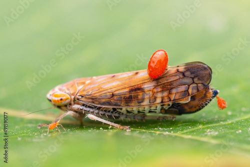 Deltocephalinae with a parasite on top photo