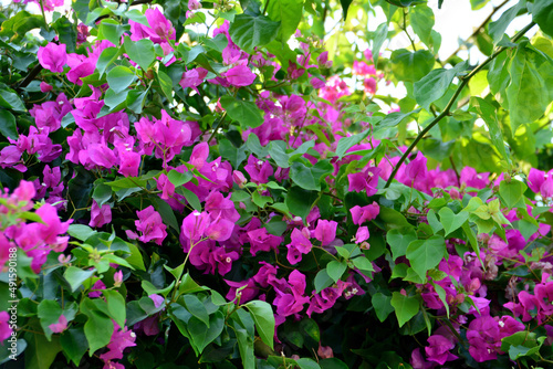 Fototapeta purple bougainvillaea with green leaves in sunshine, close-up