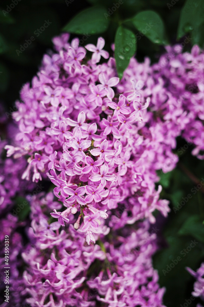 Bright blooms of spring lilacs bush. Spring Bright blooms of spring lilacs bush. Spring