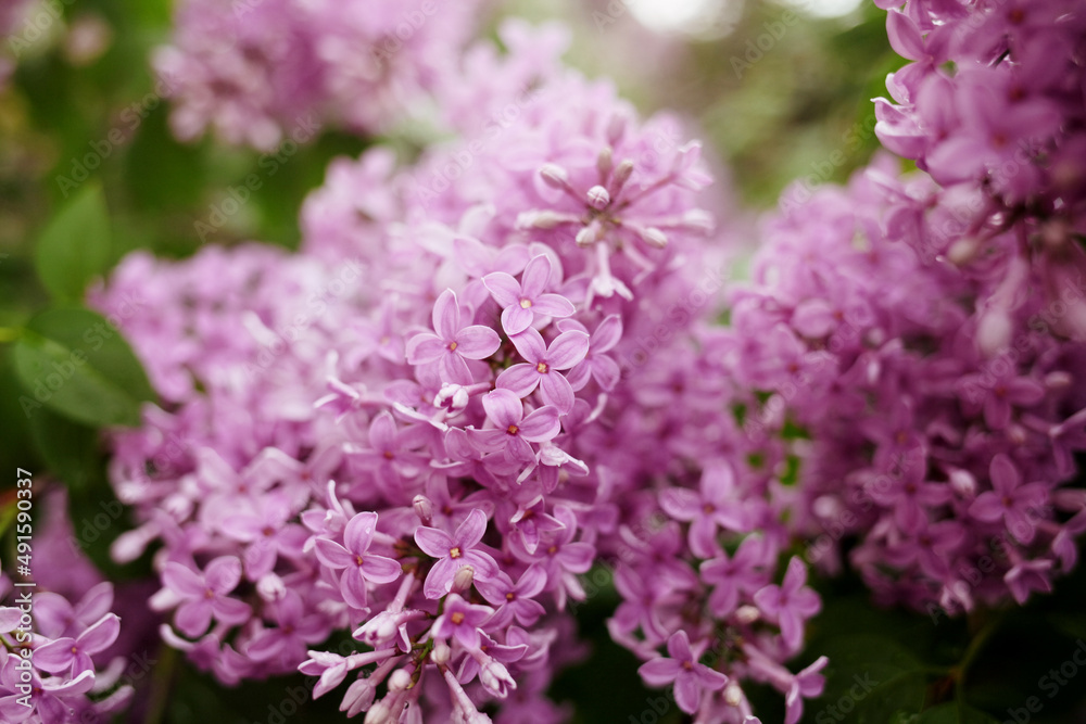 Bright blooms of spring lilacs bush. Spring Bright blooms of spring lilacs bush. Spring