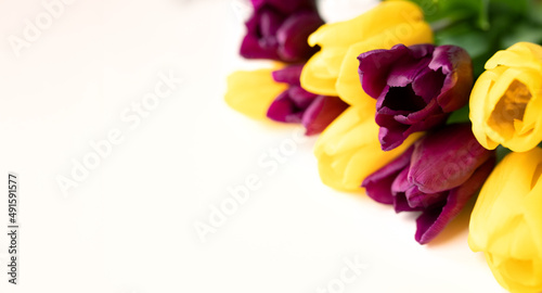 Fototapeta Naklejka Na Ścianę i Meble -  Tulips bouquet. Present for March 8, International Women's Day. Holiday decor with garden flowers. colorful yellow purple tulips on white background isolate. Selective focus. Spring, postcard. Banner