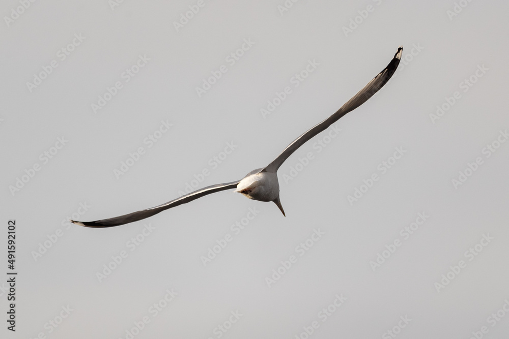 Eine Silbermöwe im Flug Eine Silbermöwe im Flug