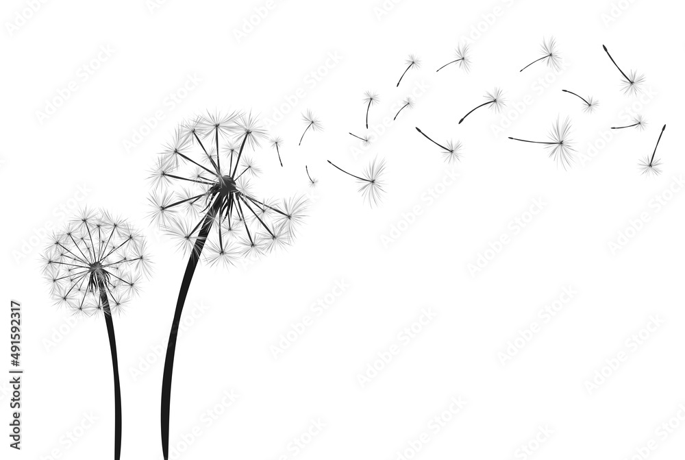 Dandelion with flying seeds on white background banner. Vector illustratin for fabric, card design, baby clothings, print, wall decor.