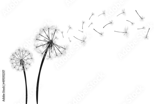 Dandelion with flying seeds on white background banner. Vector illustratin for fabric  card design  baby clothings  print  wall decor.