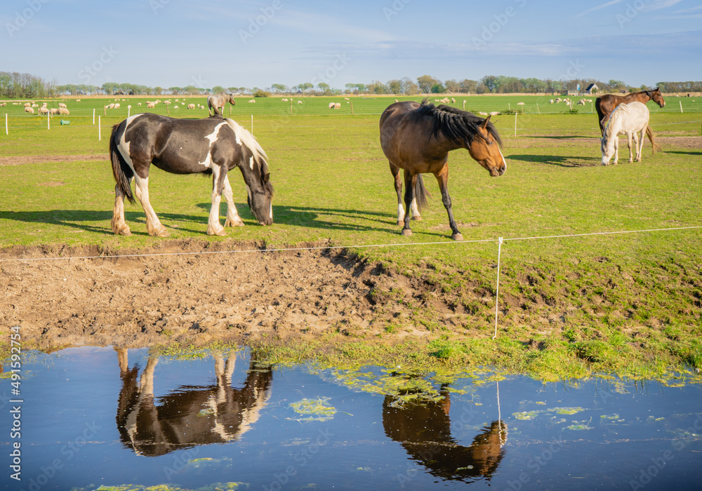 Konie pasące się na polu. Konie odbijające się w wodzie. W oddali pasące się barany. Wiejski krajobraz w piękny słoneczny dzień. - obrazy, fototapety, plakaty 