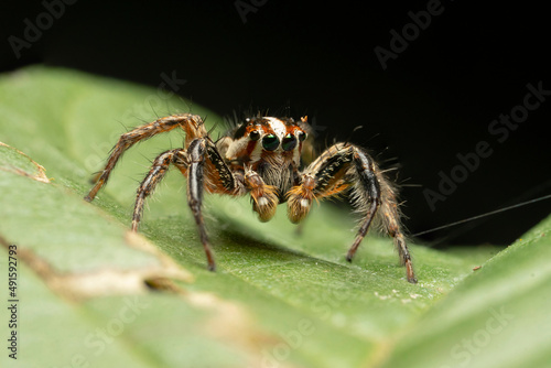 Extreme macro shot of Jumping spider on leave background. Jumping spider is very small but have big eyes. Selective focus and free space for text.
