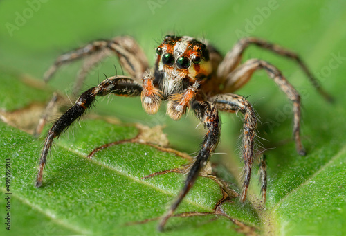 Extreme macro shot of Jumping spider on leave background. Jumping spider is very small but have big eyes. Selective focus and free space for text. © Chanin